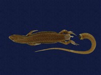 藏品(印度蜓蜥)的圖片